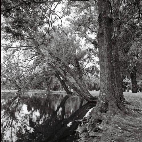 Lake trees 1